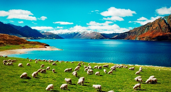 Hà Thiên Galaxy Express chuyên cung cấp các dịch vụ: mua hộ hàng New Zealand, gửi hàng đi New Zealand, chuyển phát nhanh đi New Zealand